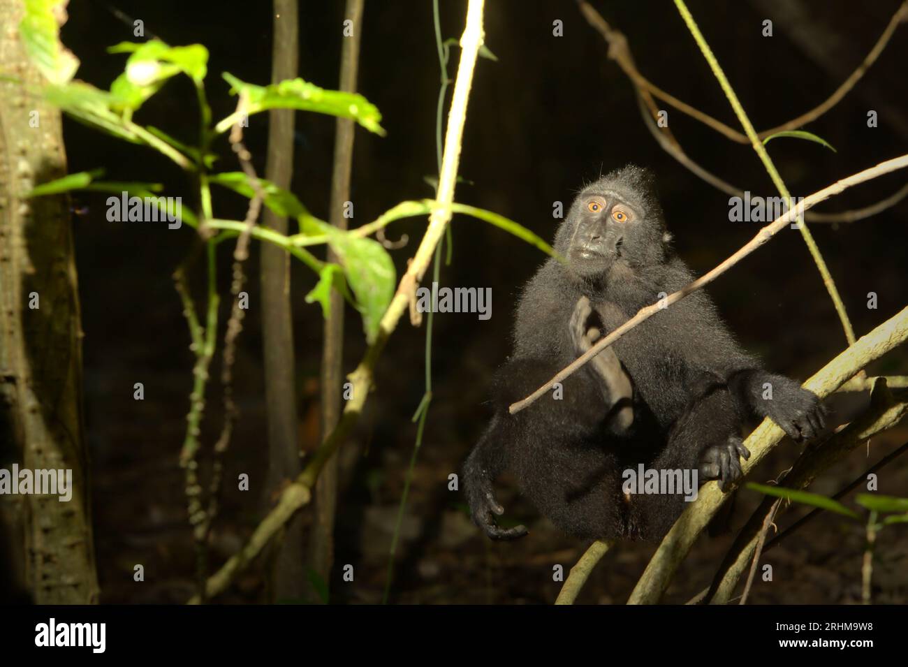 Ritratto di un giovane macaco crestato (Macaca nigra) che gratta mentre si siede su una vite liana nella foresta di Tangkoko, Sulawesi settentrionale, Indonesia. Un recente rapporto di un team di scienziati guidato da Marine Joly ha rivelato che la temperatura sta aumentando nella foresta di Tangkoko e che l'abbondanza complessiva di frutta è diminuita. "Tra il 2012 e il 2020, le temperature sono aumentate fino a 0,2 gradi Celsius all'anno nella foresta e l'abbondanza complessiva di frutta è diminuita dell'1% all'anno", hanno scritto sull'International Journal of Primatology nel luglio 2023. "In un futuro più caldo, loro (primati) dovrebbero adattarsi, riposare... Foto Stock