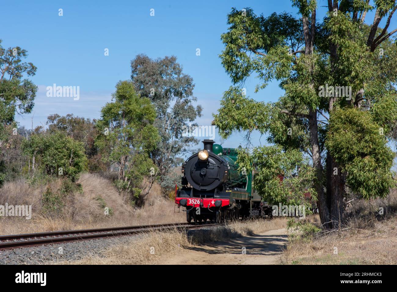 Locomotiva passeggeri a vapore 3526 che viaggia attraverso gli alberi di gomma nella campagna del New South Wales in Australia Foto Stock