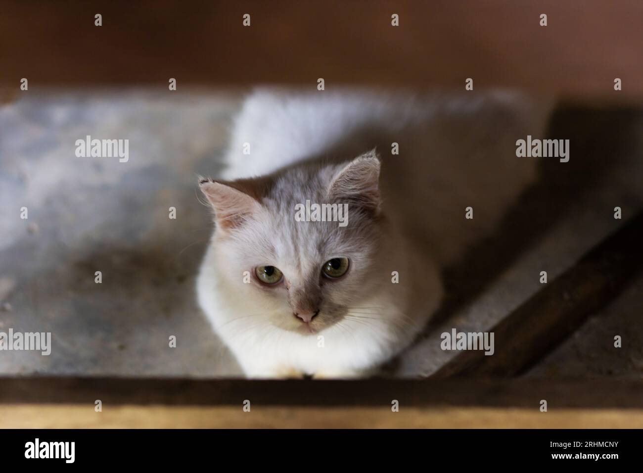 Un gatto bianco giace sotto il tavolo e guarda la macchina fotografica. Foto Stock