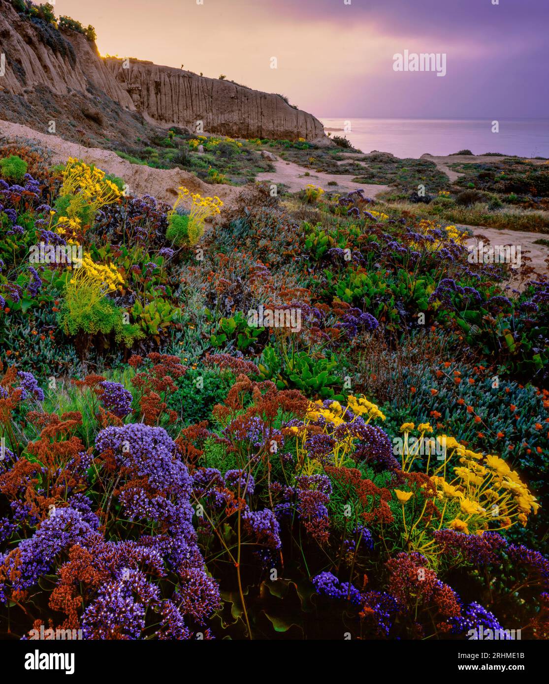 Sunrise, Limonium, lavanda marina, Coreopsis, Leo Carrillo State Beach, Malibu, California Foto Stock