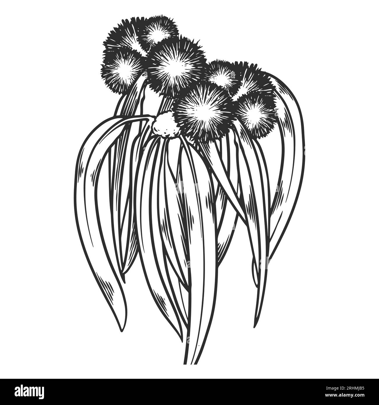 Piante oleose essenziali disegnate a mano che disegnano eucalipto o eucalipto globolus isolate su fondo bianco. Illustrazione Vettoriale