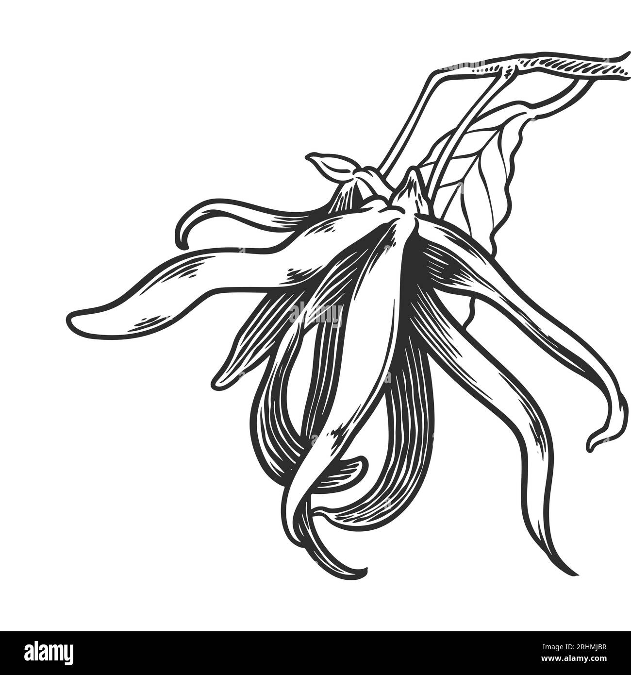 Piante di olio essenziale disegnate a mano che disegnano ylang ylang o cananga odorata isolata su sfondo bianco. Illustrazione Vettoriale