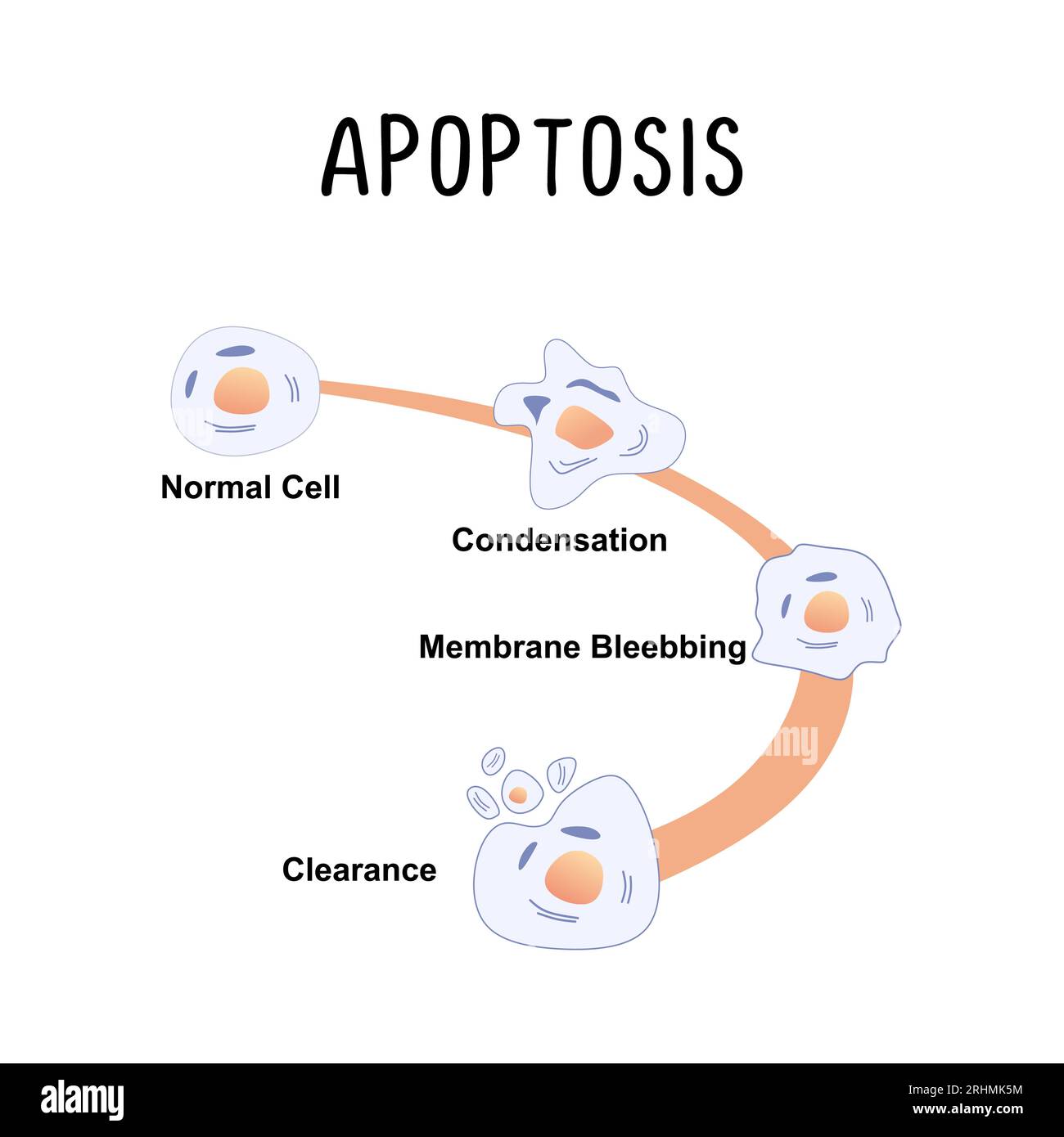 Apoptosi (morte cellulare programmata): Il processo naturale di morte cellulare che si verifica in modo controllato e organizzato, spesso interrotto nelle cellule tumorali Illustrazione Vettoriale