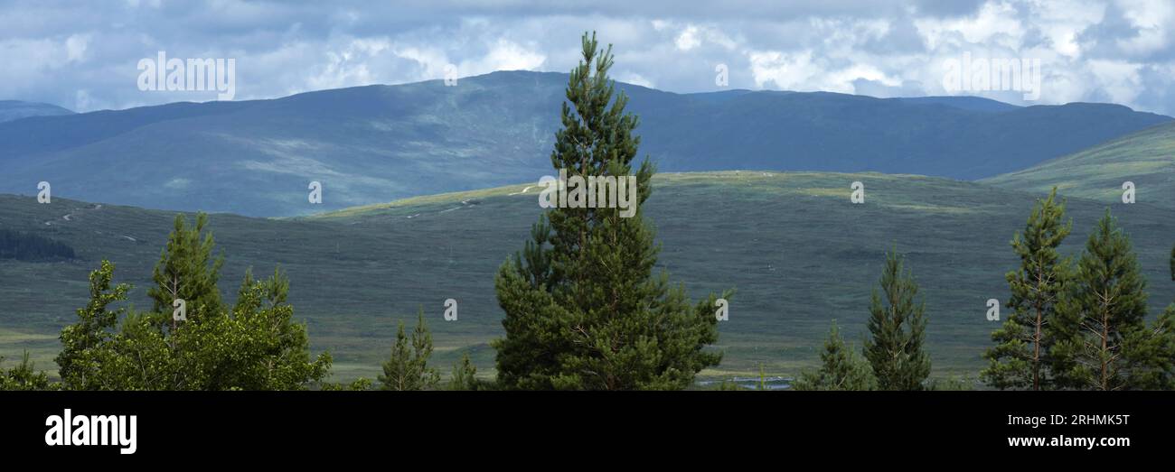 Ammira gli alberi delle Highlands, in Scozia Foto Stock