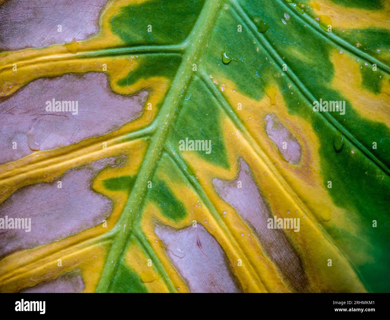 Marrone giallo e verde nella superficie ferita di una foglia di Alocasia appassita Foto Stock