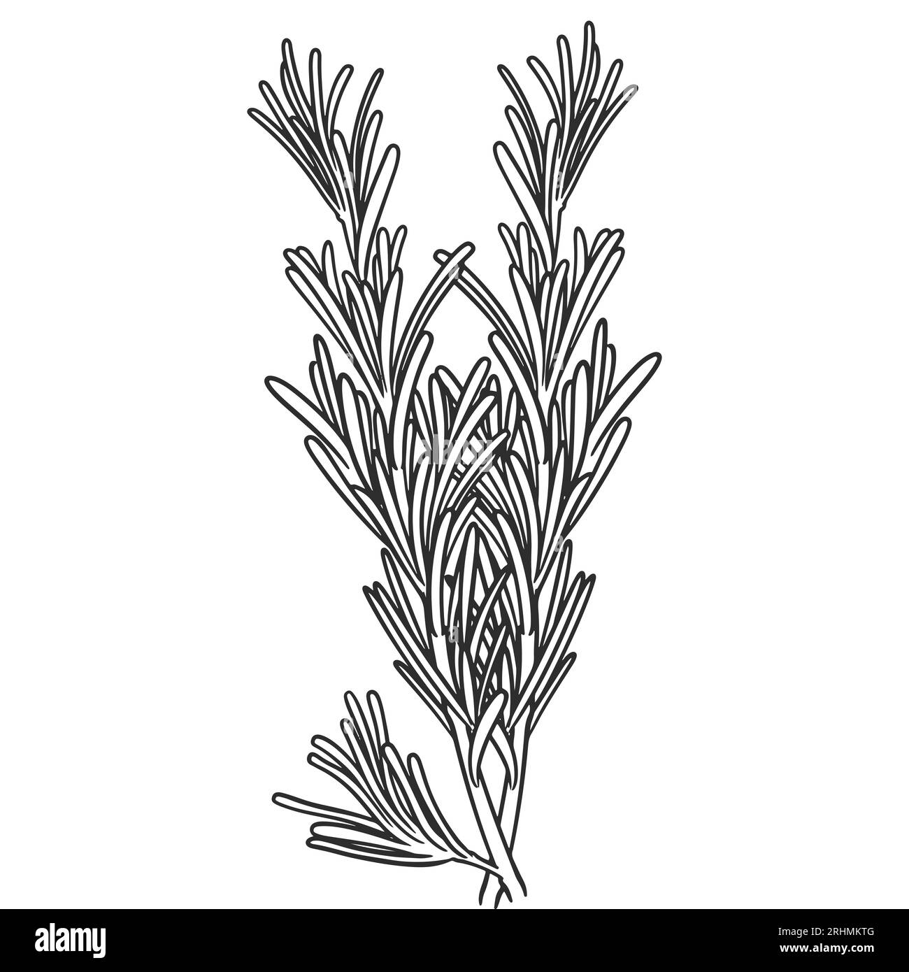 Piante di olio essenziale disegnate a mano che disegnano rosmarino o rosmarinus officinalis isolate su fondo bianco. Illustrazione Vettoriale