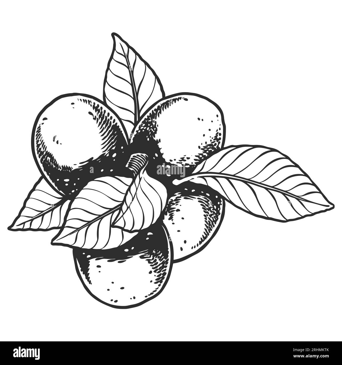 Piante a base di olio essenziale trafilate a mano che attingono di limone o limone di agrumi isolati su fondo bianco. Illustrazione Vettoriale