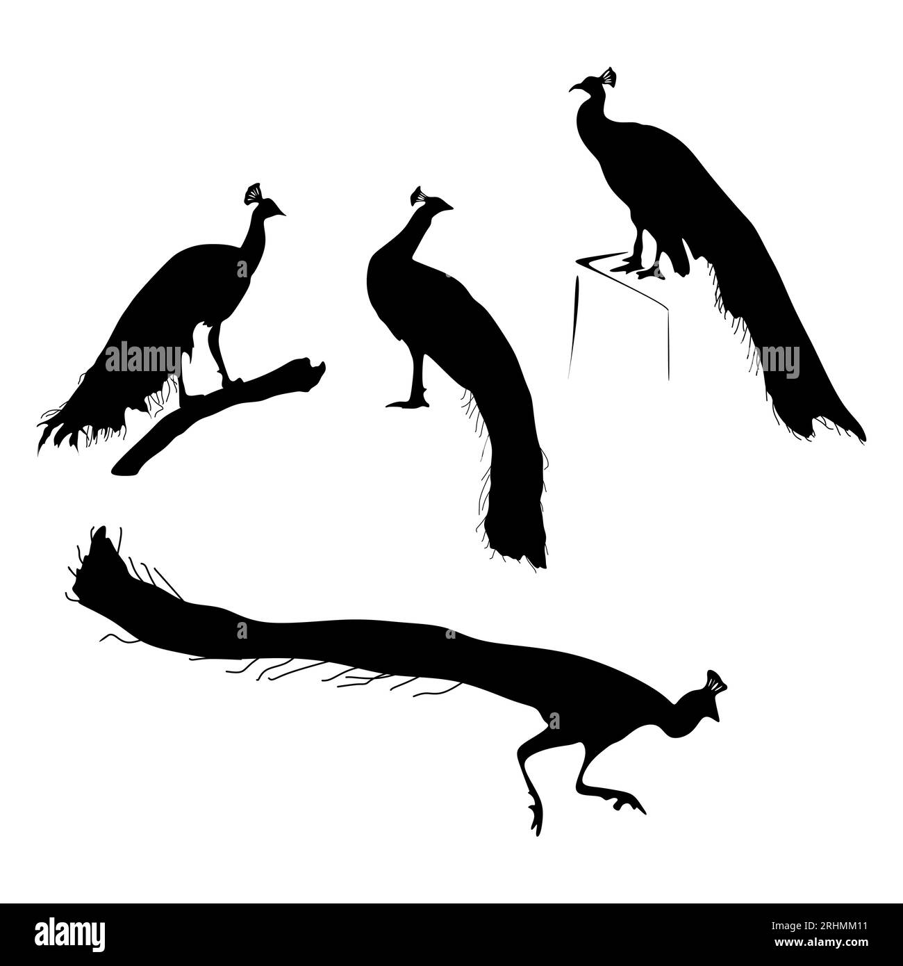 Set di quattro silhouette pavone isolato su sfondo bianco. Illustrazione Vettoriale