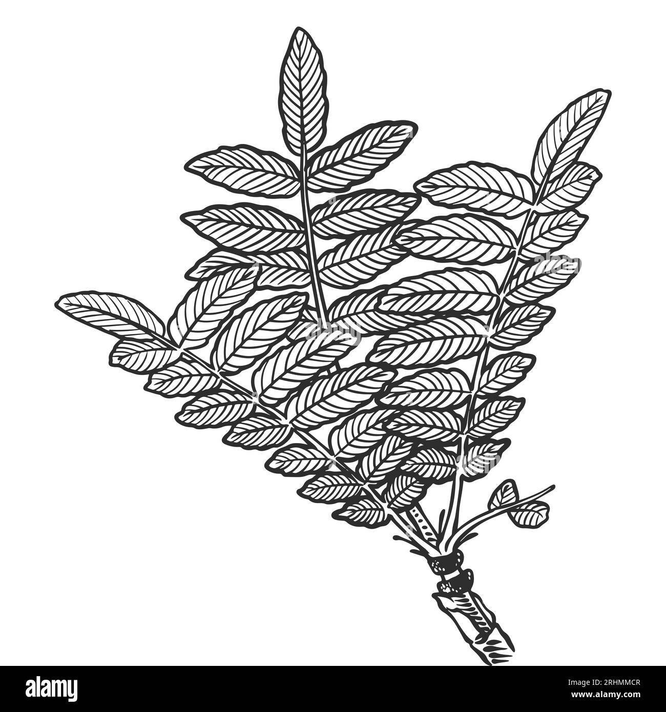 Impianti a olio essenziale disegnati a mano di Frankincense o Boswellia carterii isolati su sfondo bianco. Illustrazione Vettoriale