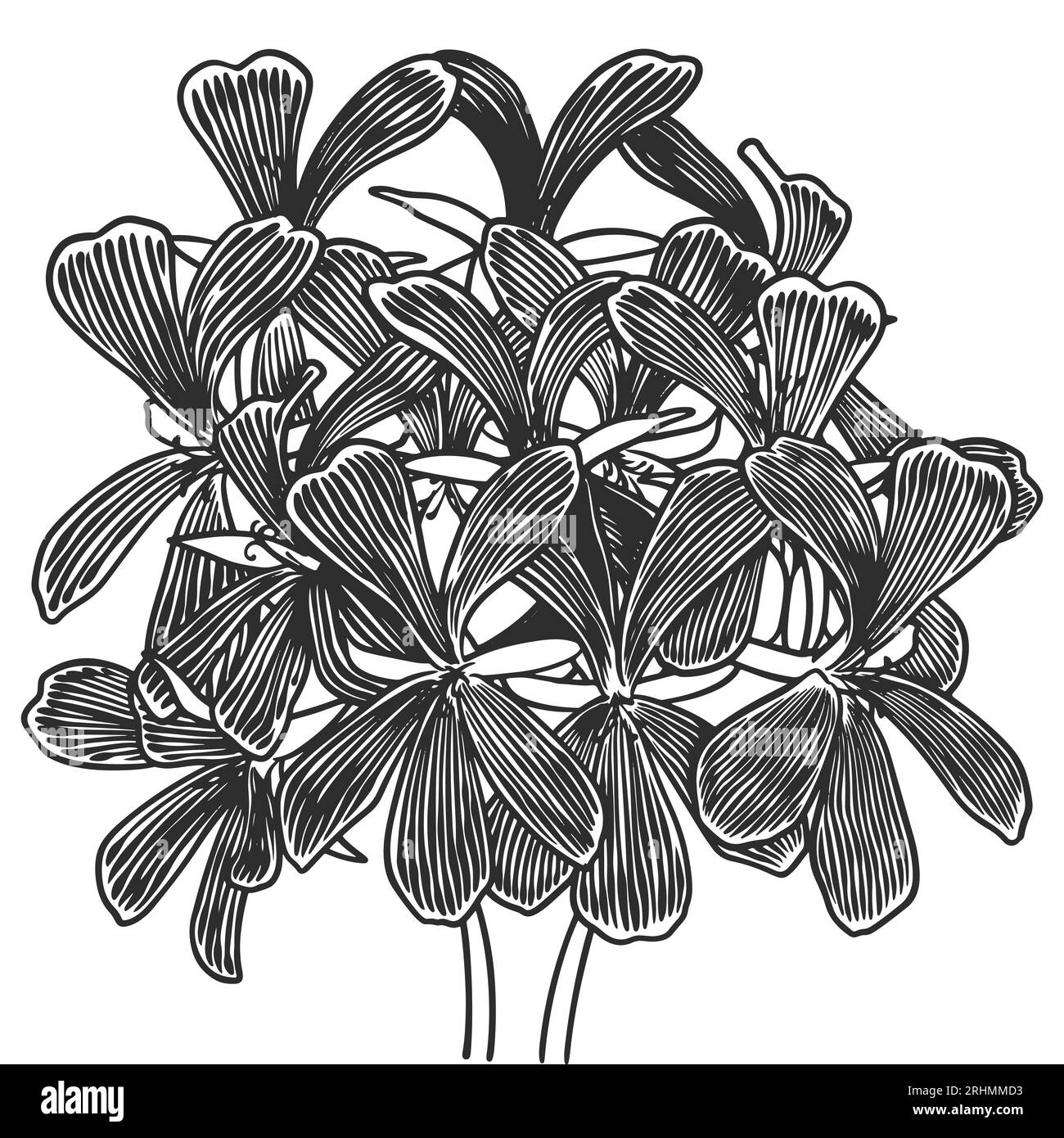 Piante oleose essenziali disegnate a mano che disegnano geranio o pelargonium graveolens isolati su fondo bianco. Illustrazione Vettoriale