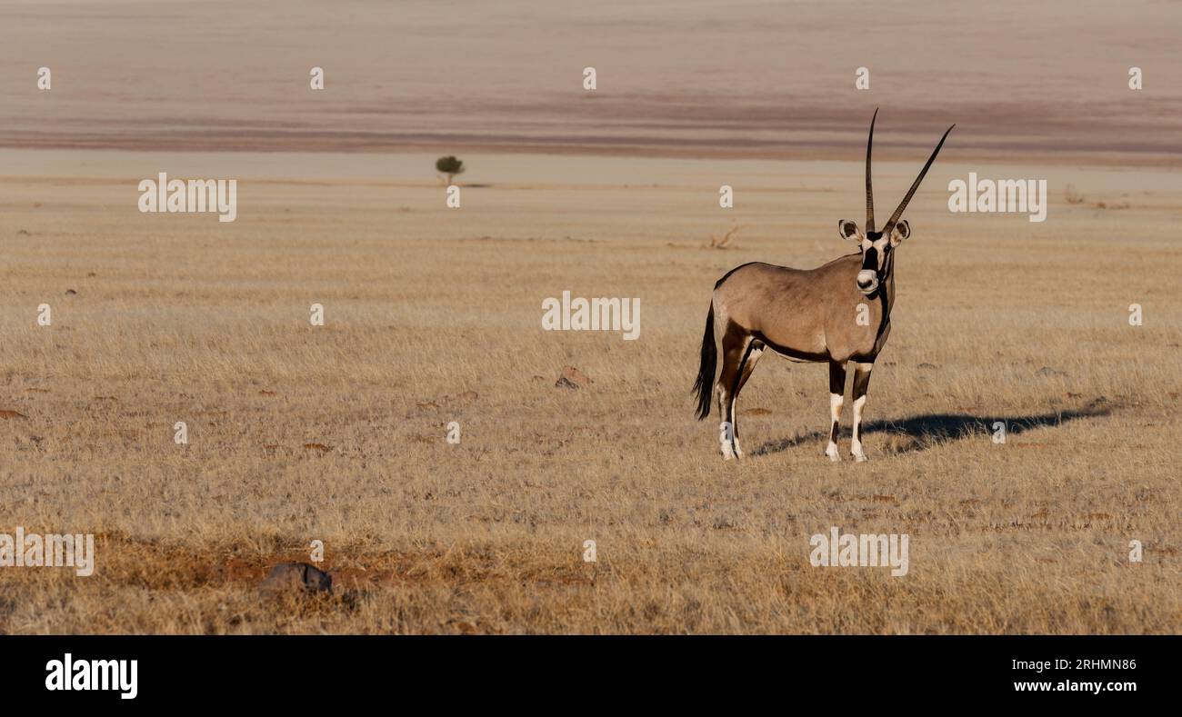 Gemsbok in piedi nell'erba alla luce del sole di prima mattina Foto Stock