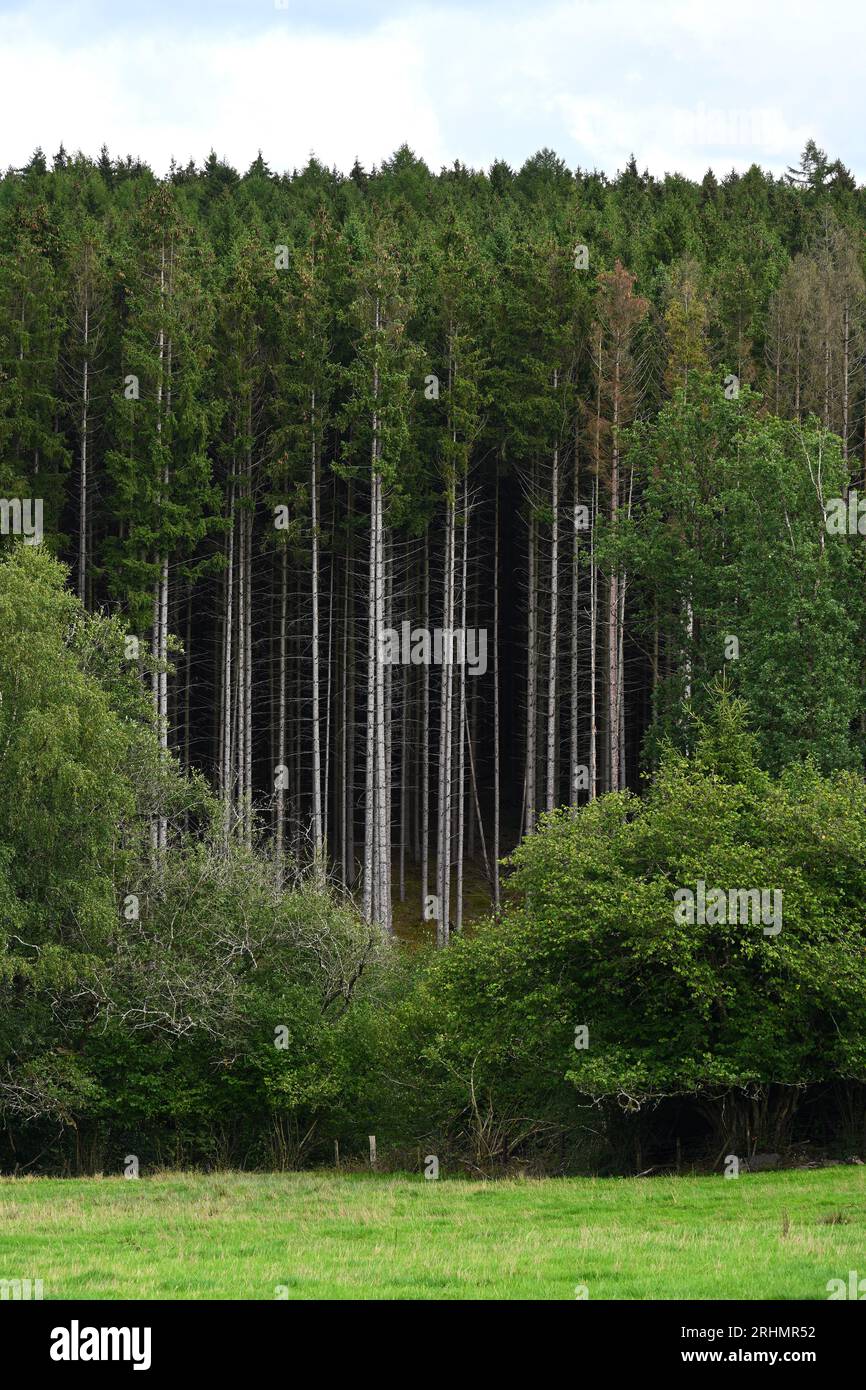 Piantagione di alberi forestali Foto Stock