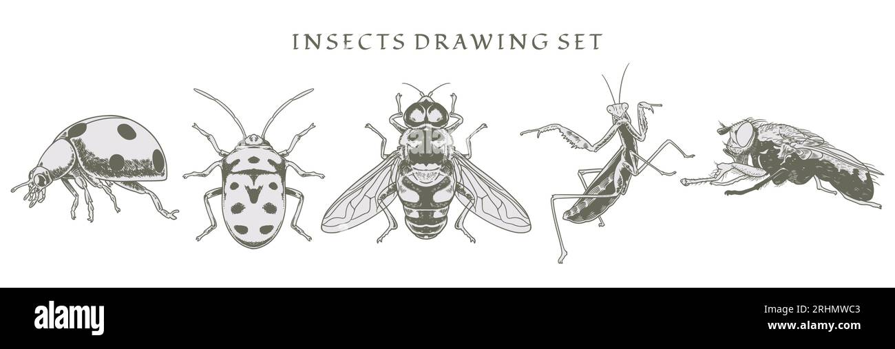 Set di insetti, coccinelle, mosche, api disegnati con disegni a mano in vecchio stile. Illustrazione vettoriale vintage. Immagine isolata disegnare il contorno a mano su un bac bianco Illustrazione Vettoriale