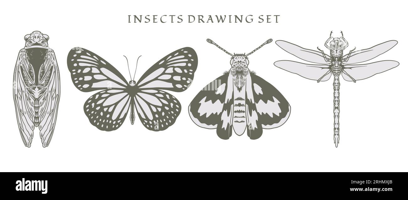 Imposta l'elemento di insetti, coleotteri, libellula e farfalle di molte specie in un'illustrazione vettoriale d'epoca disegnata a mano. Immagine isolata disegnata a mano Illustrazione Vettoriale