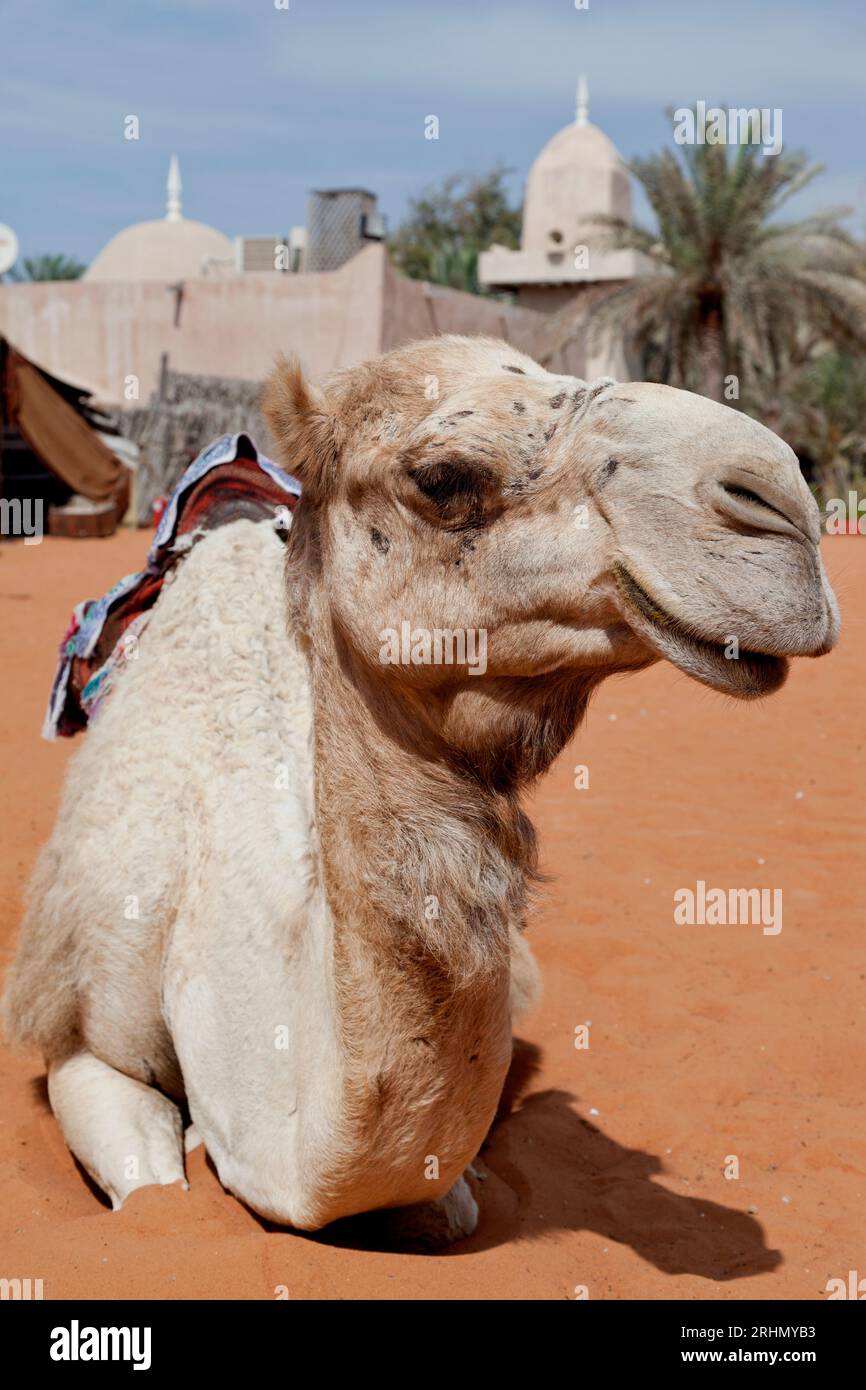 Emirati Arabi Uniti, Abu Dhabi, Heritage Village, ritratto di cammello. Foto Stock