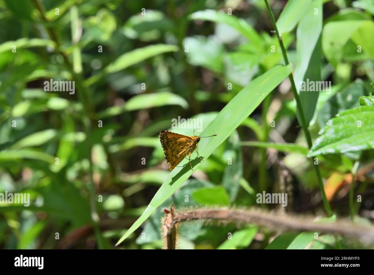 Vista di una farfalla comune della tramoggia (Ampittia Dioscorides) seduto in cima a una foglia d'erba in un'area selvaggia vicino al terreno Foto Stock