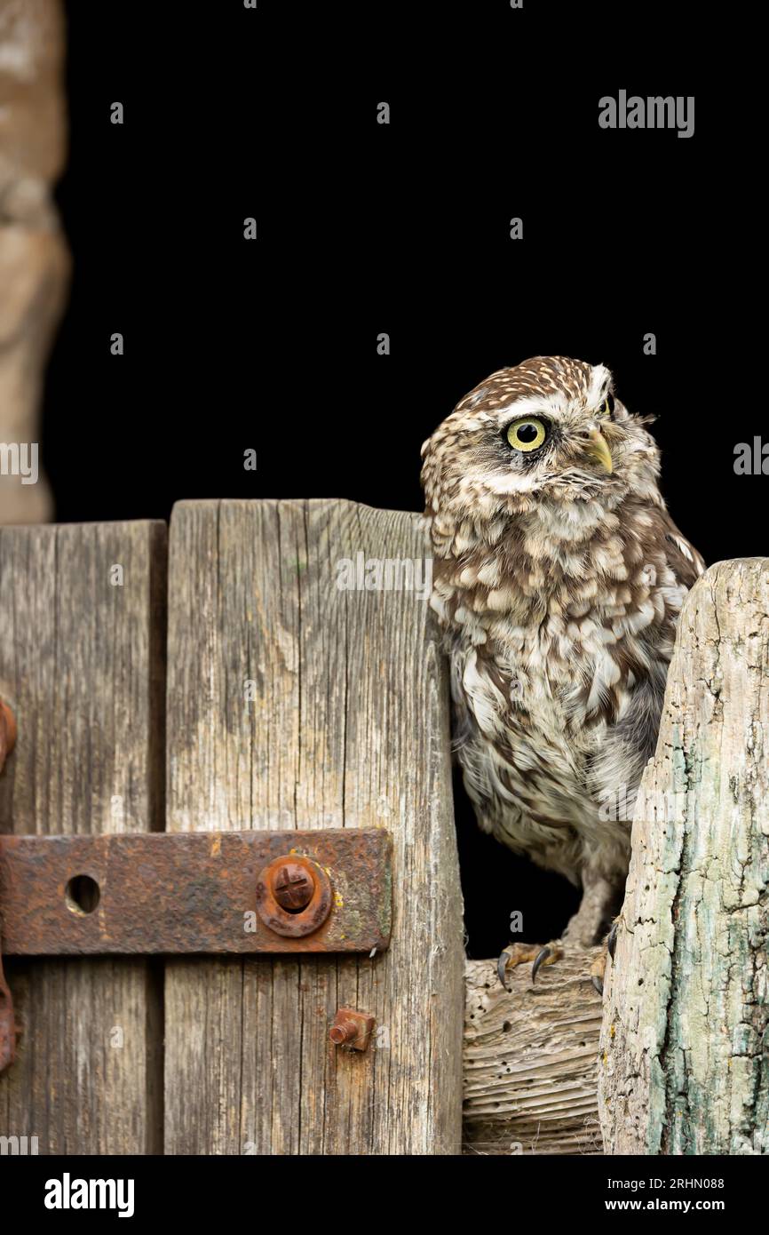 Piccolo gufo. Nome scientifico: Athene Noctua. Ritratto ravvicinato di un piccolo gufo arroccato su un vecchio cancello della fattoria rivolto a destra. Sfondo scuro con spazio f Foto Stock