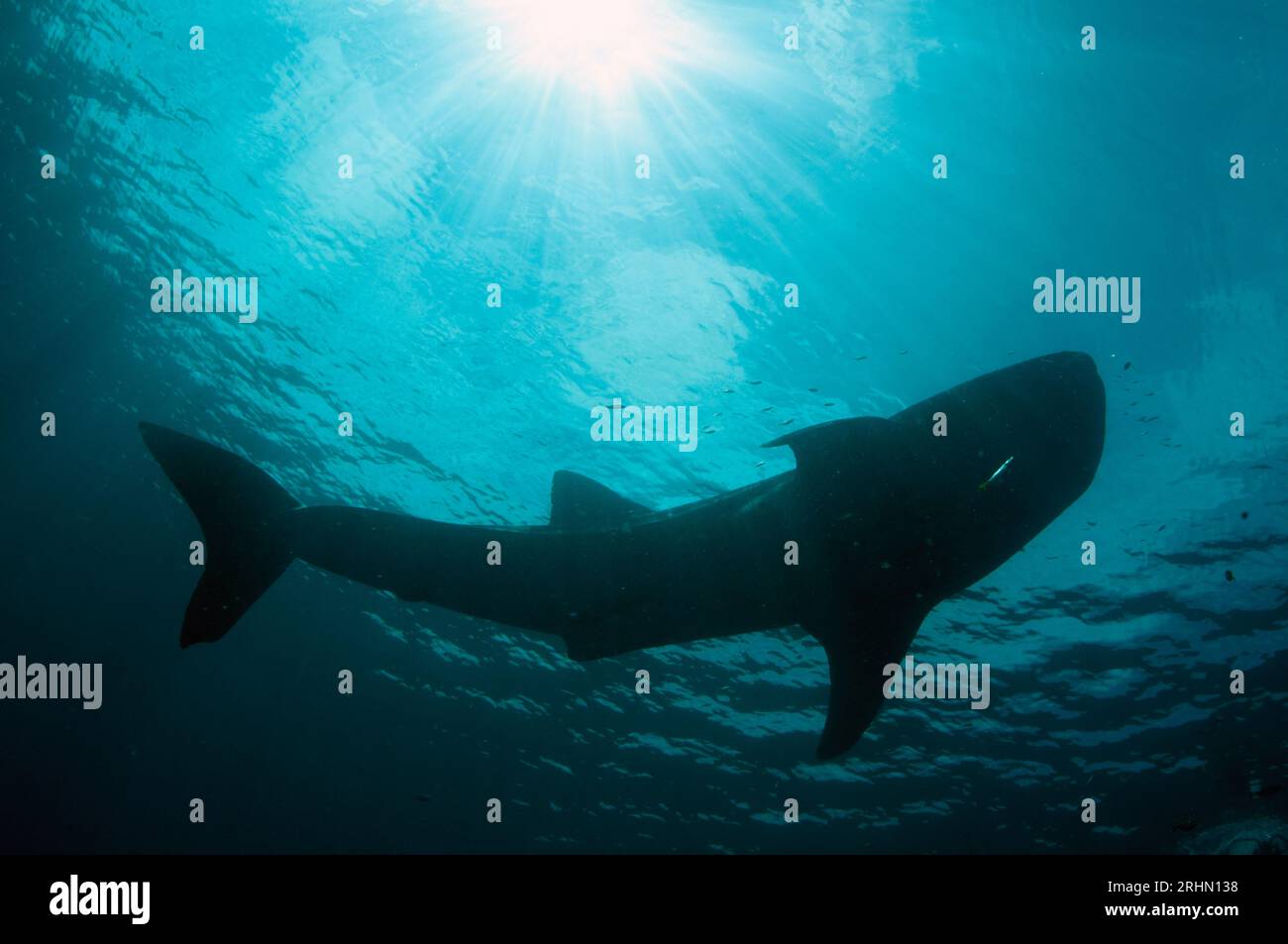 Silhouette di squalo balena, Rhincodon typus, Cenderawasih Bay, Papua Occidentale, Indonesia Foto Stock