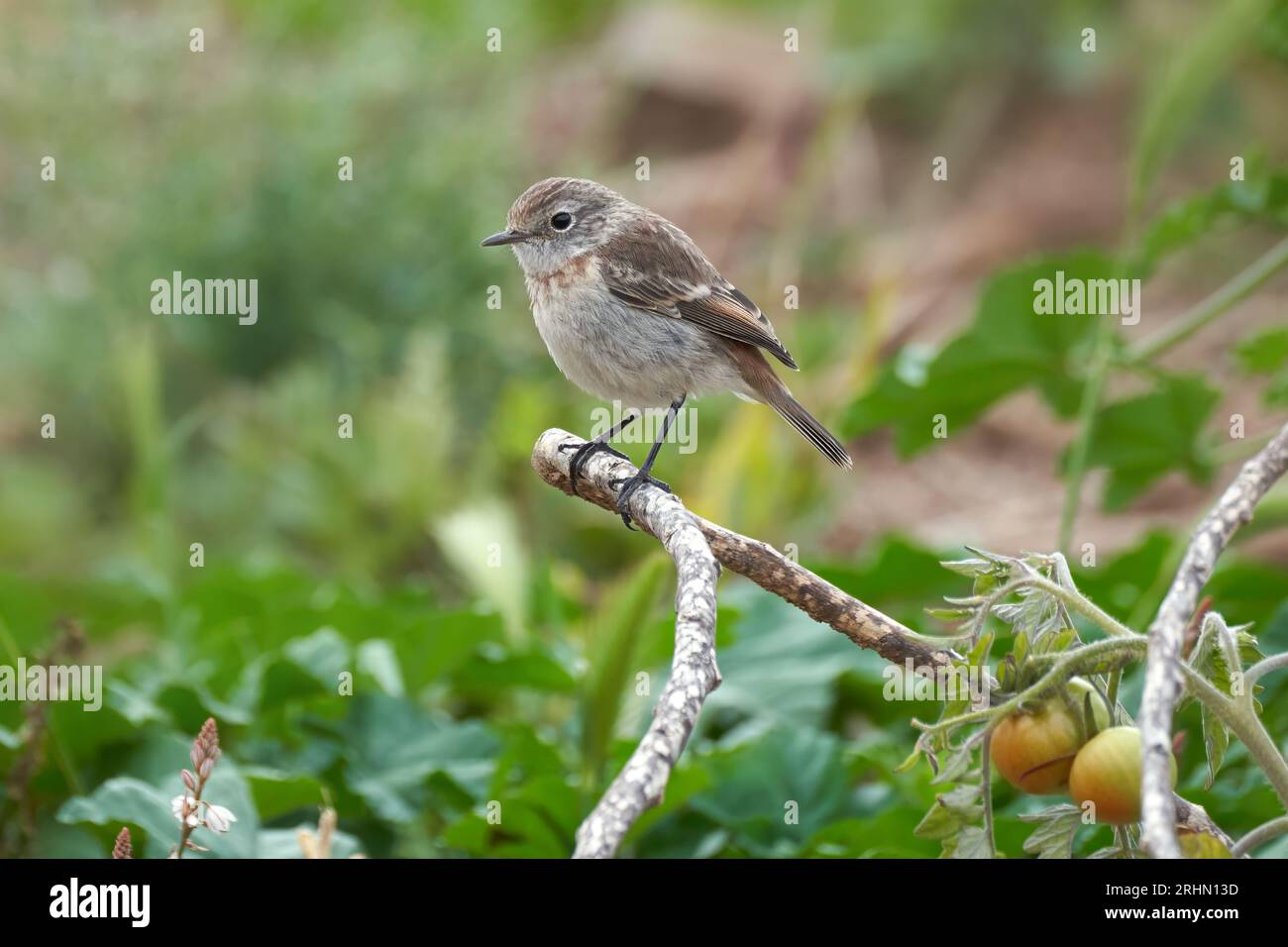 Stonechat delle isole Canarie (Saxicola dacotiae) femmina in un giardino con piante di pomodoro a Fuerteventura Foto Stock