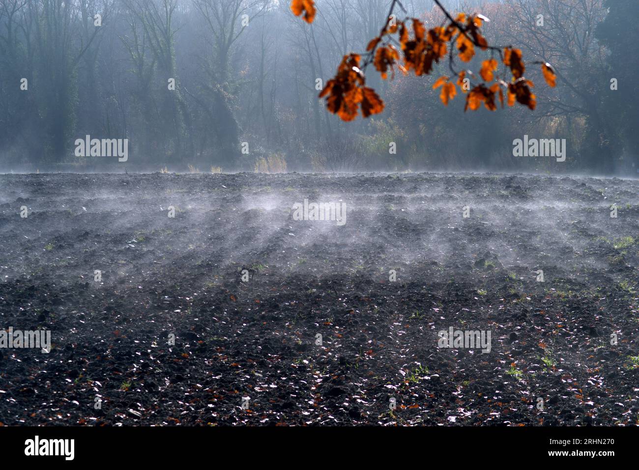 bruma mattutina si alza da un campo arato Foto Stock