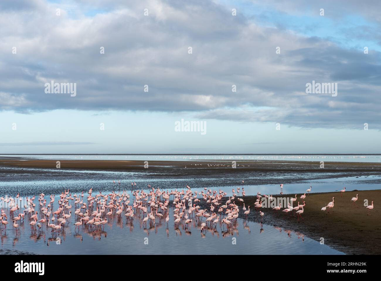 Fenicotteri rosa in piedi nell'acqua di una laguna che dà da mangiare a Walvis Bay Foto Stock