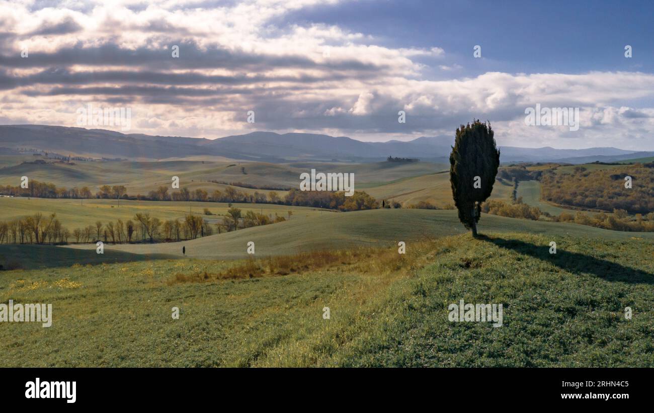 Lonely Cypress albero sulla collina in Val d'Orcia Toscana, Italia, aprile. Foto Stock