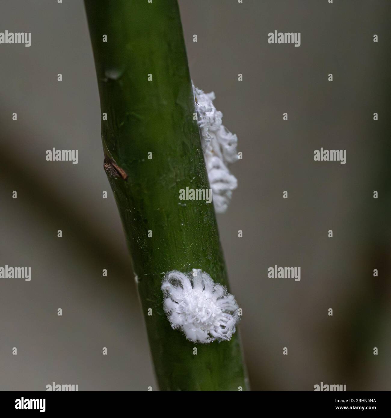 Insetti da masticare su uno stelo e una foglia di rosa. Cluster di insetti mealy (Icerya aegyptiaca ). Sulla parte inferiore di una foglia di rosa fotografata in Israele a giugno Foto Stock