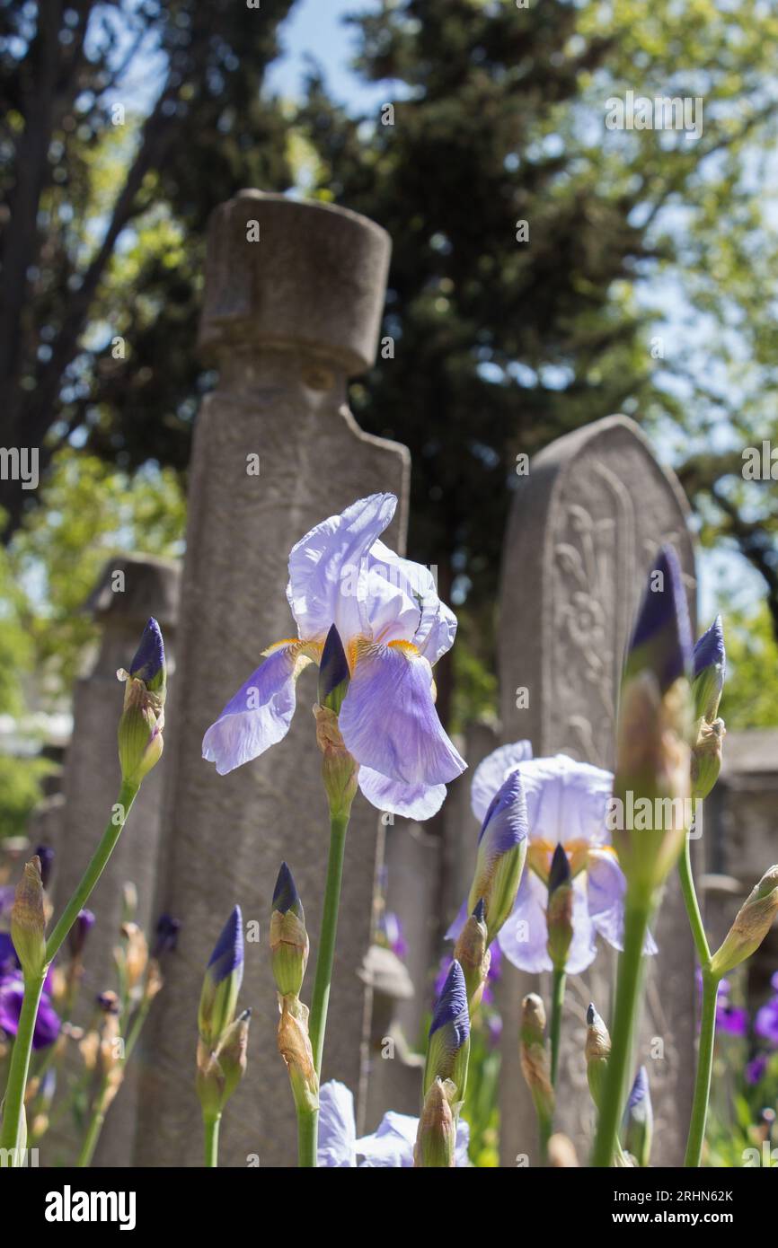 Vecchie pietre sulle tombe di Istanbul Foto Stock