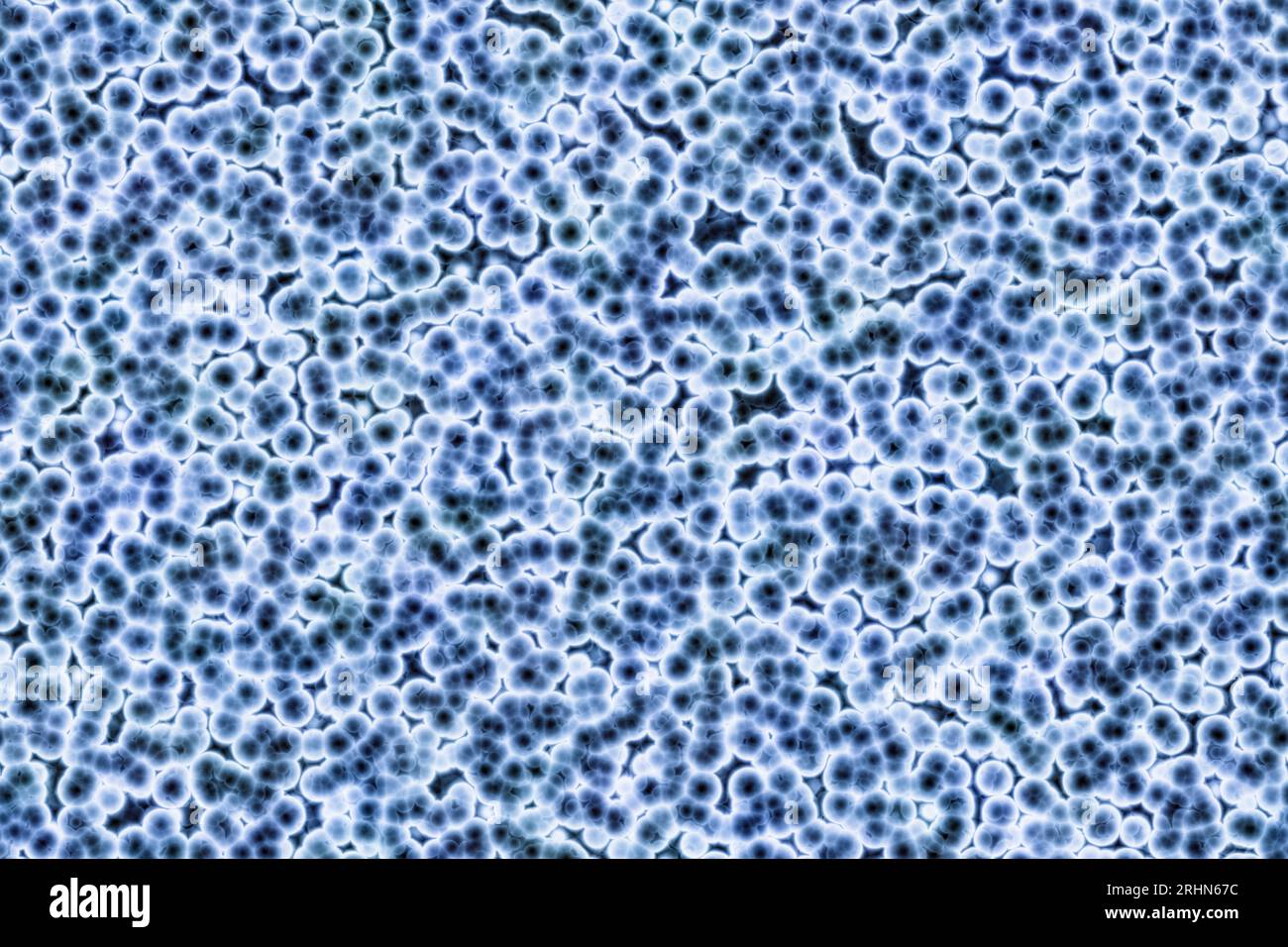 La forma della cellula batterica: cocchi, bacilli, spirilla batteri Foto Stock