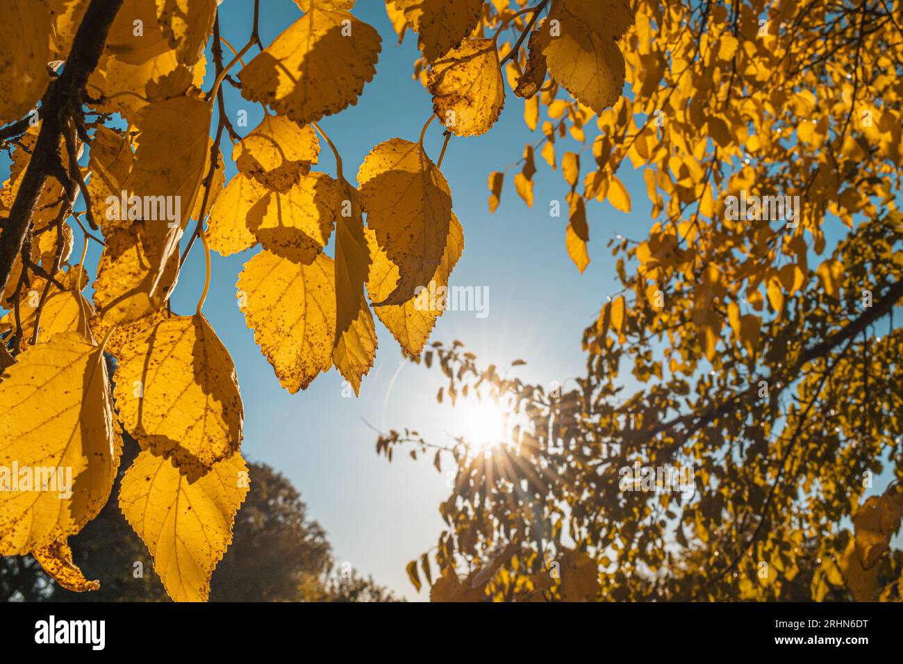 Foglie autunnali contro la luce del sole. Giardino autunnale, foglie di gelso. Foto Stock