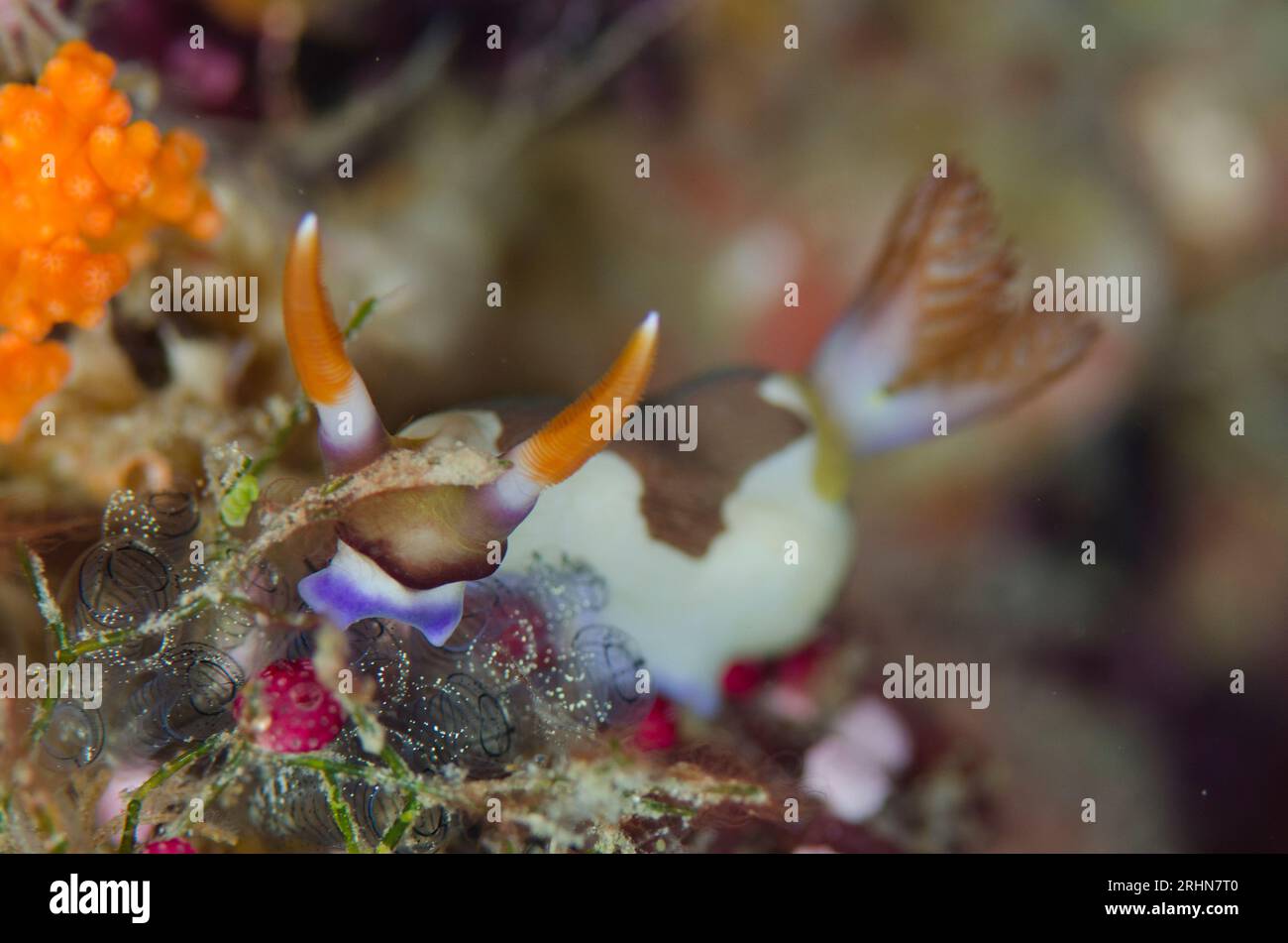 Chamberlain's Nembrotha Nudibranch, Nembrotha chamberlaini, Feeding on Sea Squirts, Ascidiidae Family, Pateau dive Site, Balbulol Island, Misool, Raja Foto Stock