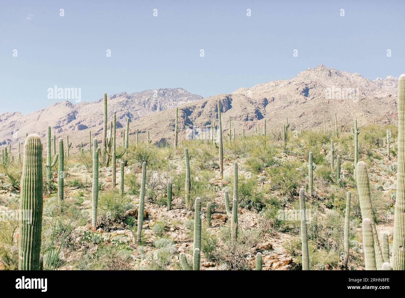 Paesaggio orizzontale di cactus contro le montagne Foto Stock