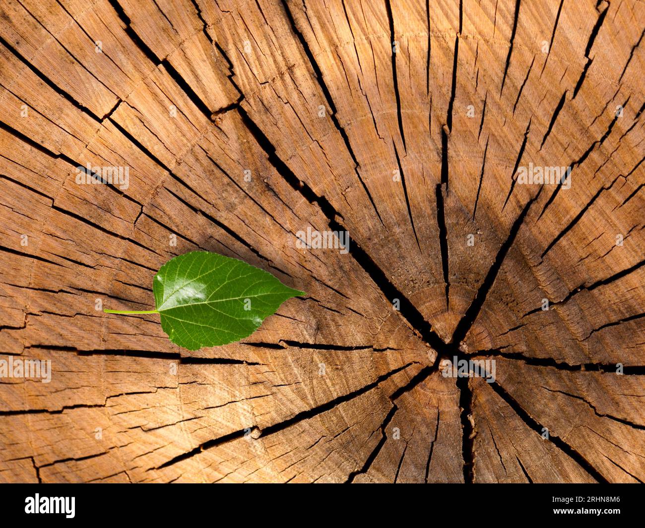 sfondo in legno antico, struttura astratta in legno scuro Foto Stock