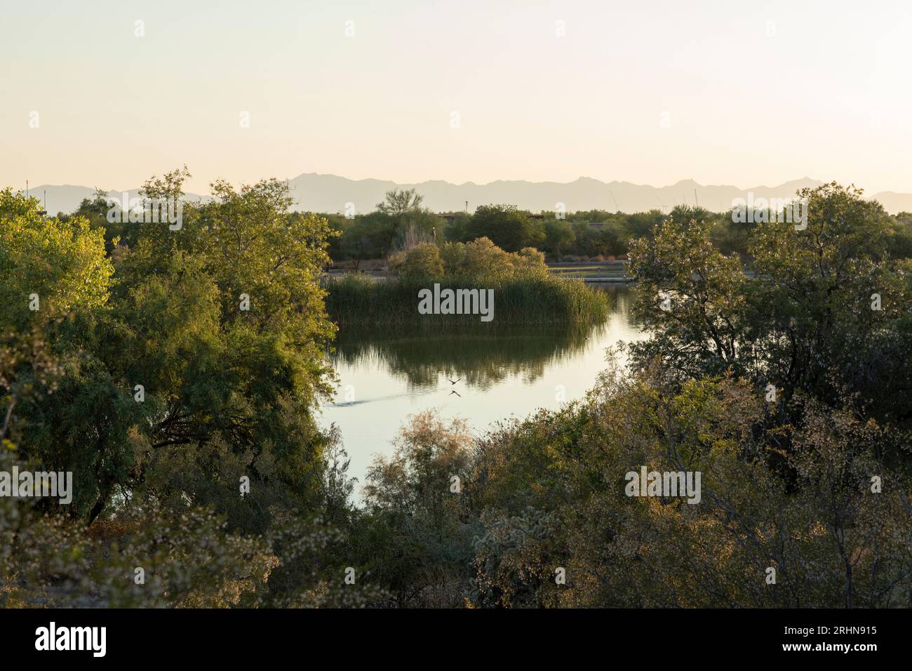 Riserva naturale paludosa al tramonto con uccelli decollati Foto Stock