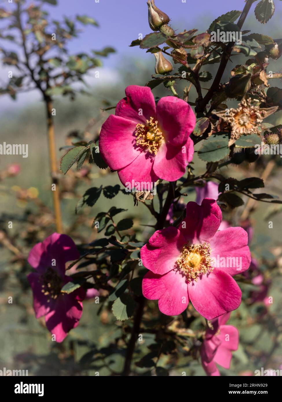 Fiori rosa di rose che fioriscono sul cespuglio in una foto ravvicinata. Foto Stock