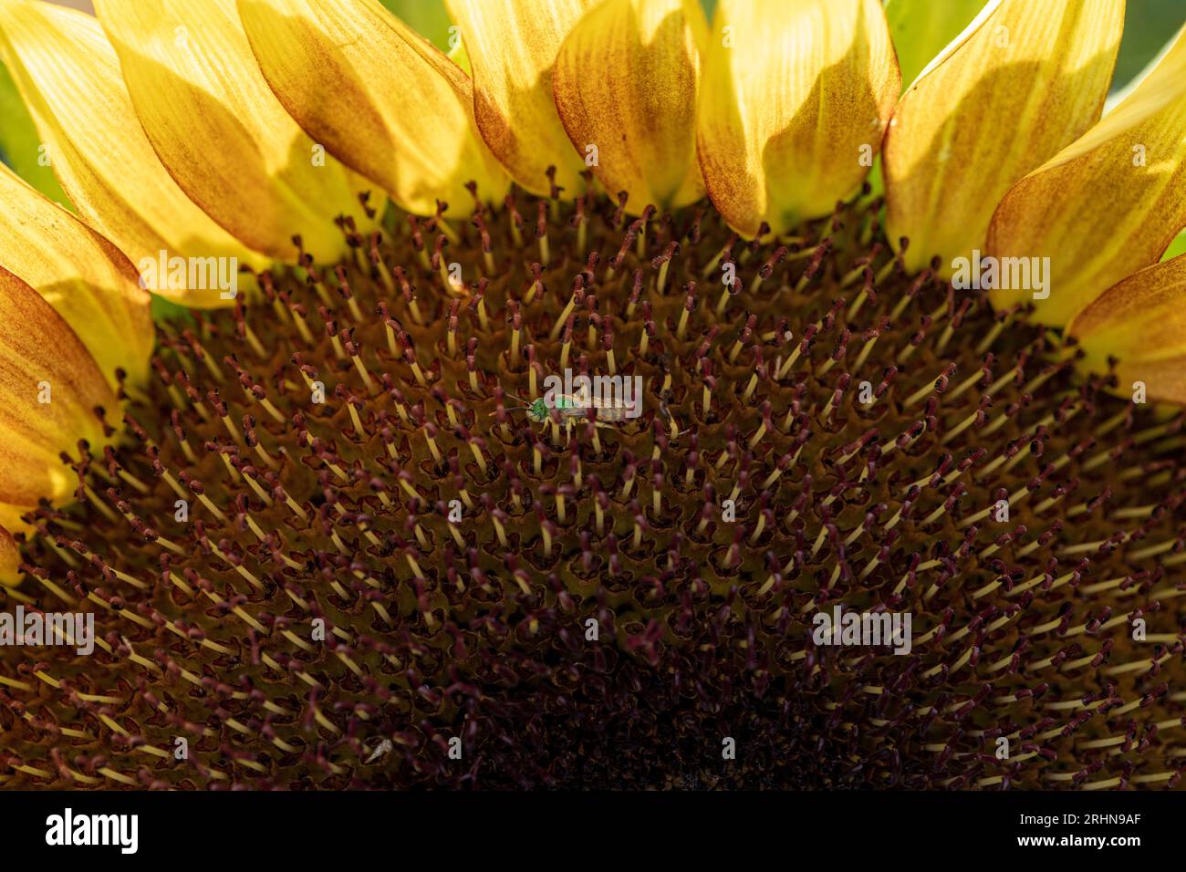 Primo piano dell'ape verde nel girasole aperto Foto Stock
