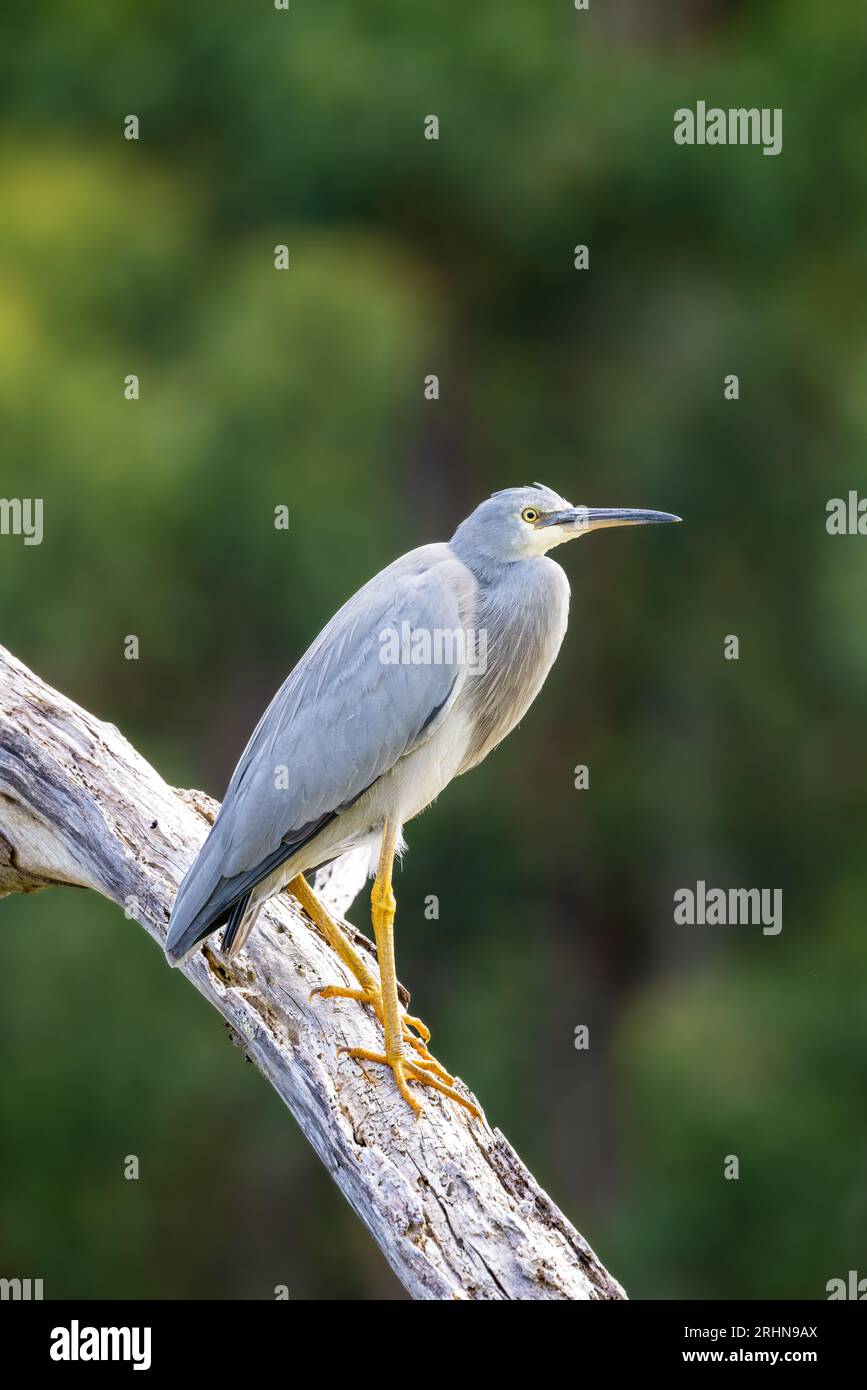 Un airone bianco, egretta novaehollandiae, arroccato su un albero. A Kennett River, sulla Great Ocean Road, Australia. Foto Stock