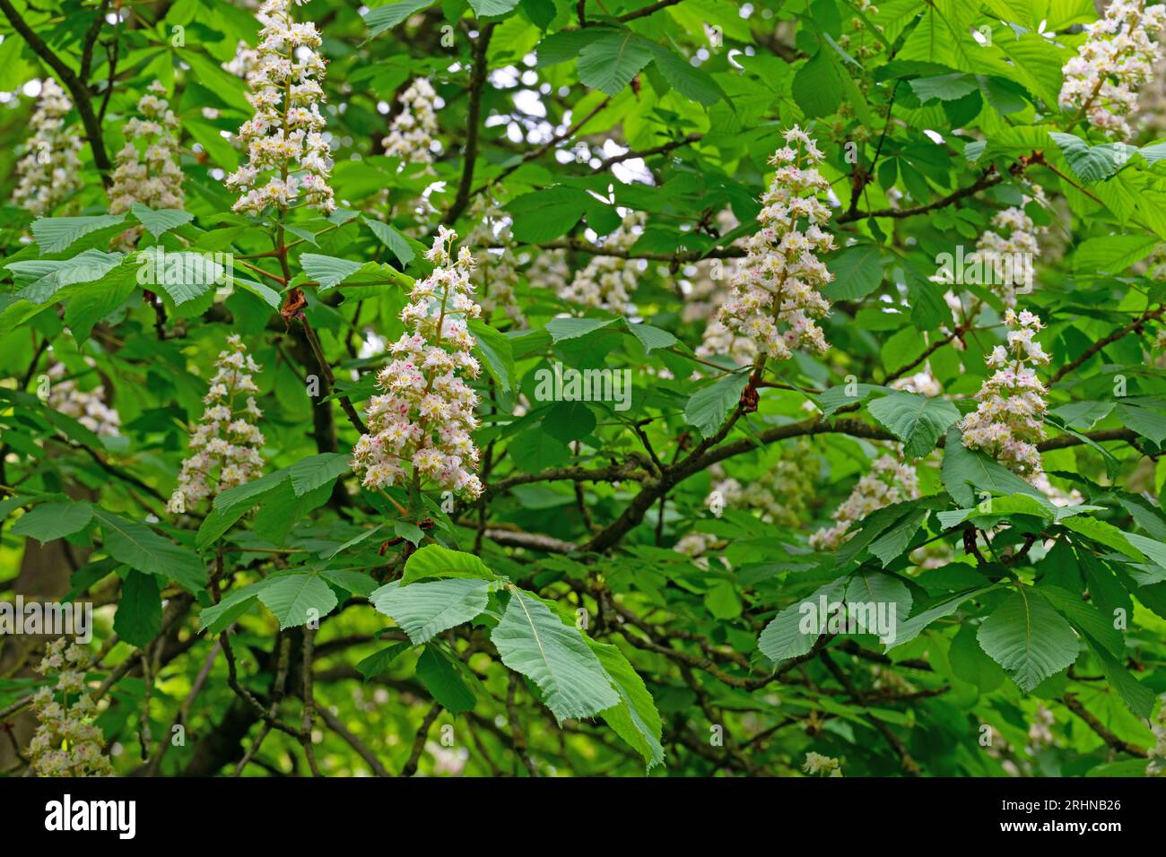 Fioritura di castagno in primavera Foto Stock