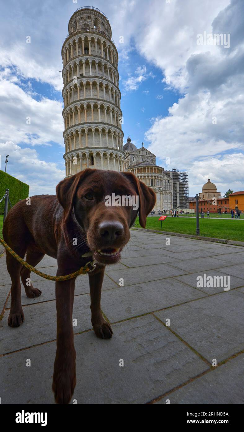 Simpatico cane con la Torre Pendente sullo sfondo in Piazza dei Miracoli a Pisa Foto Stock