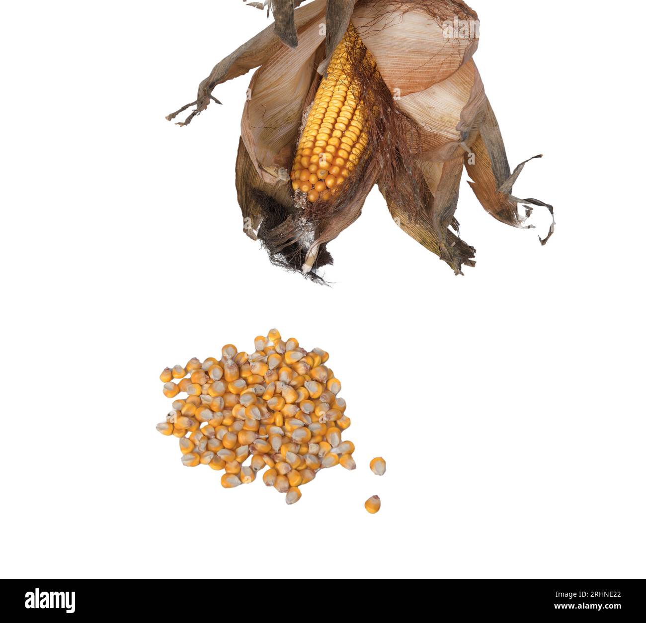 cob con alcuni semi di mais su sfondo trasparente Foto Stock