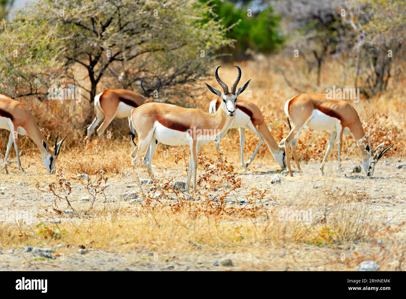 Namibia. Etosha National Park. Springbok Antelope Foto Stock