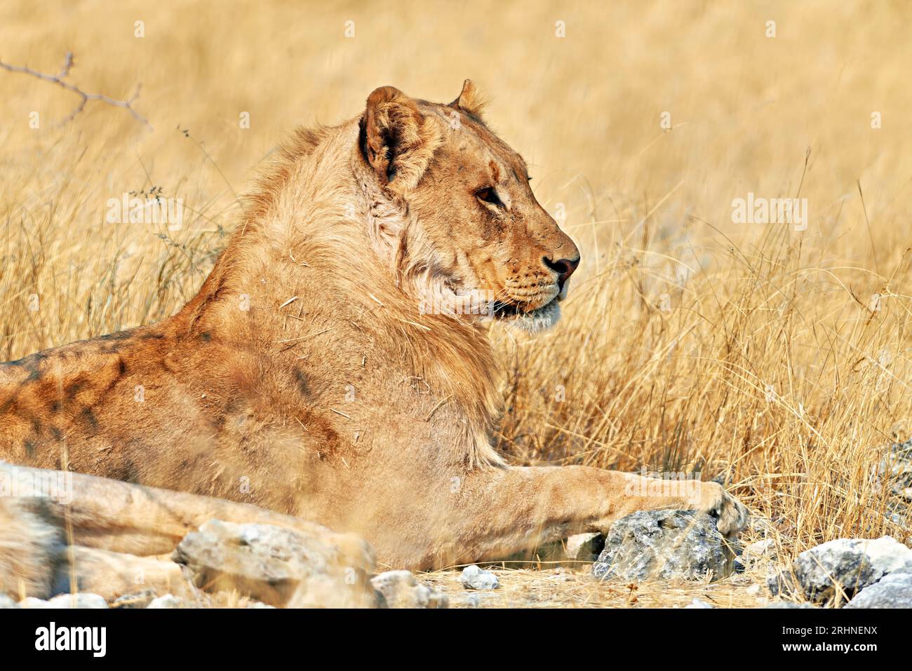 Namibia. Etosha National Park. Un leone in natura Foto Stock