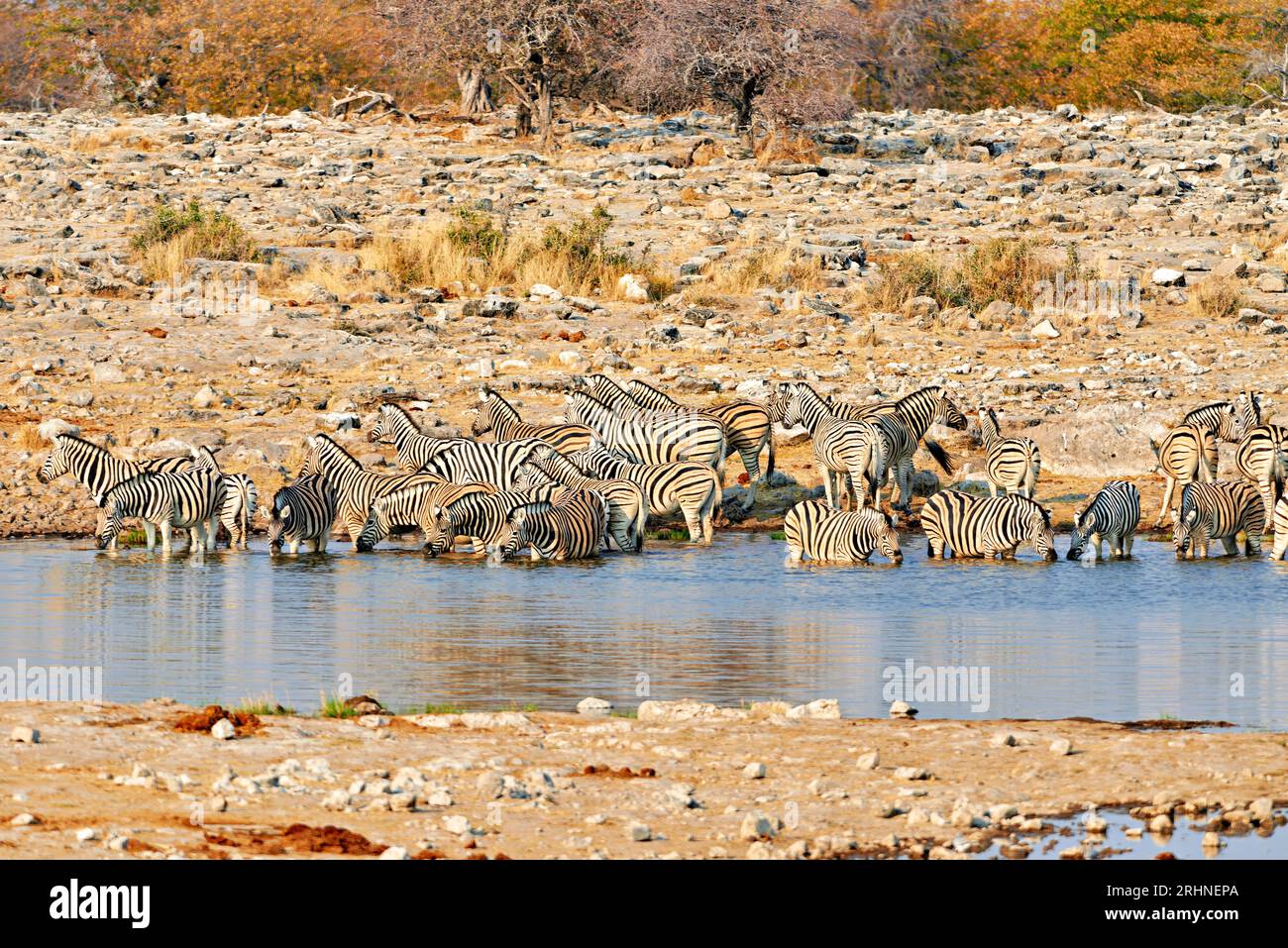 Namibia. Etosha National Park. Zebre che bevono in un pozzo d'acqua Foto Stock