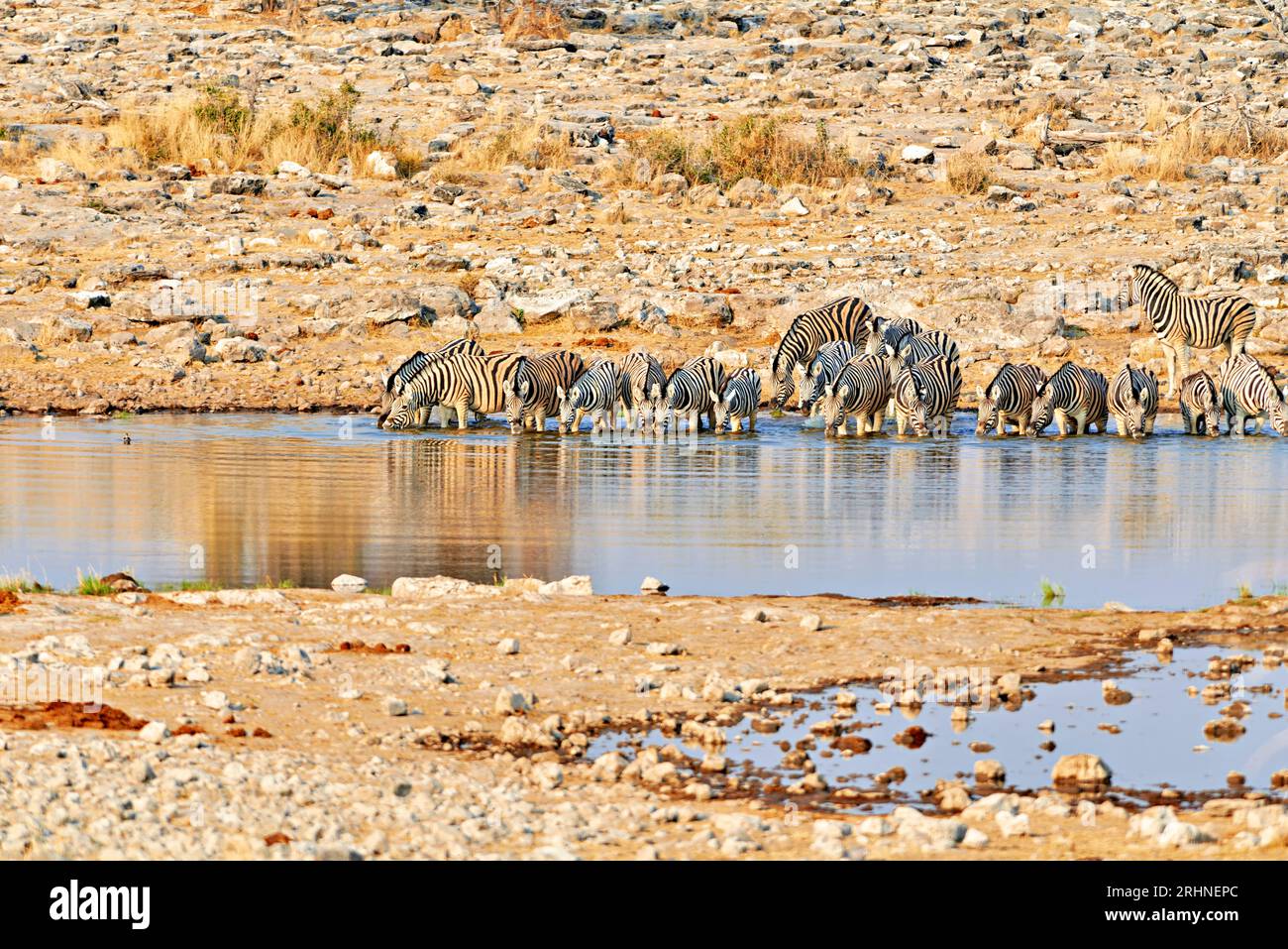 Namibia. Etosha National Park. Zebre che bevono in un pozzo d'acqua Foto Stock