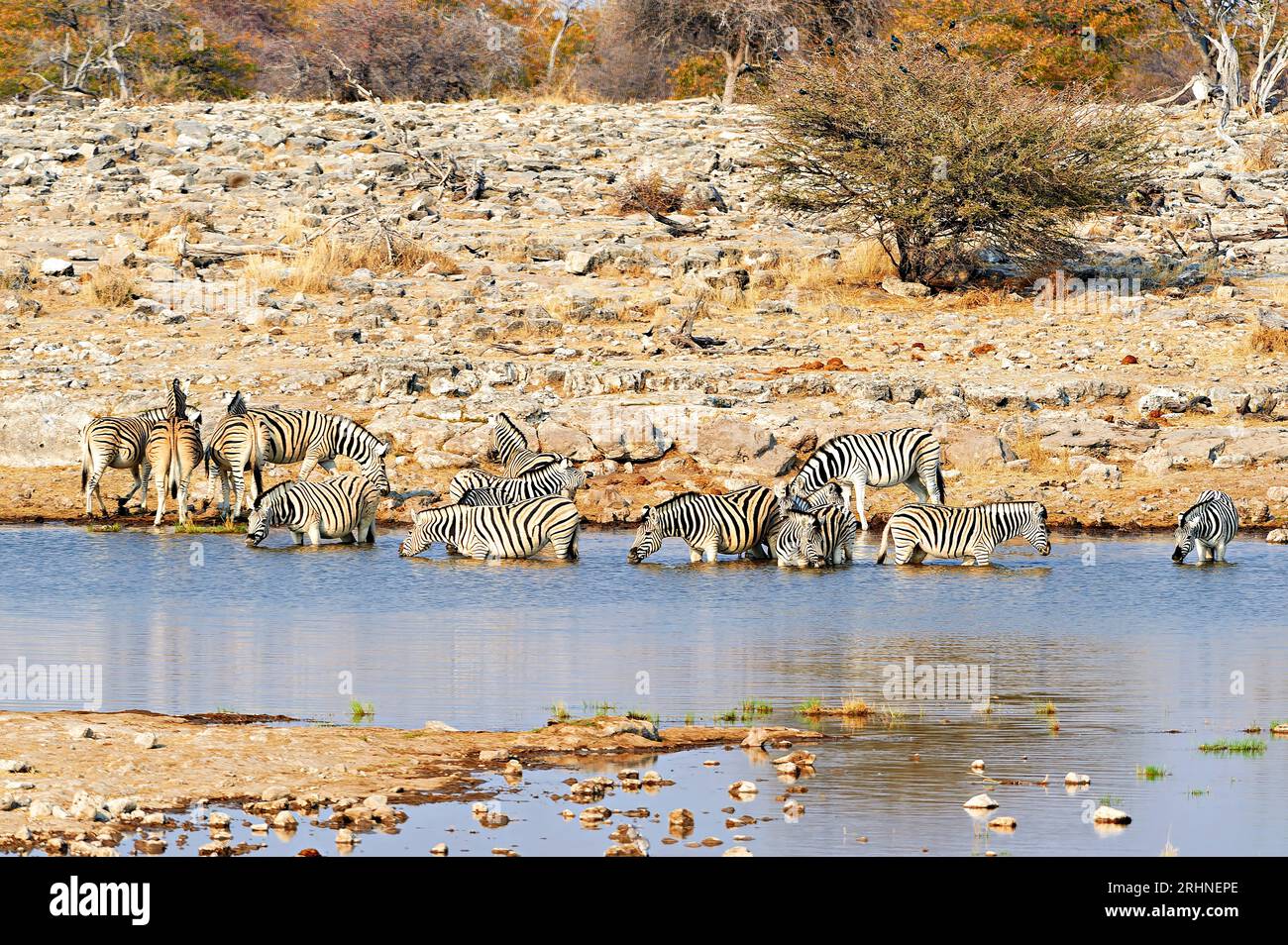 Namibia. Etosha National Park. Zebre che bevono in un pozzo d'acqua Foto Stock