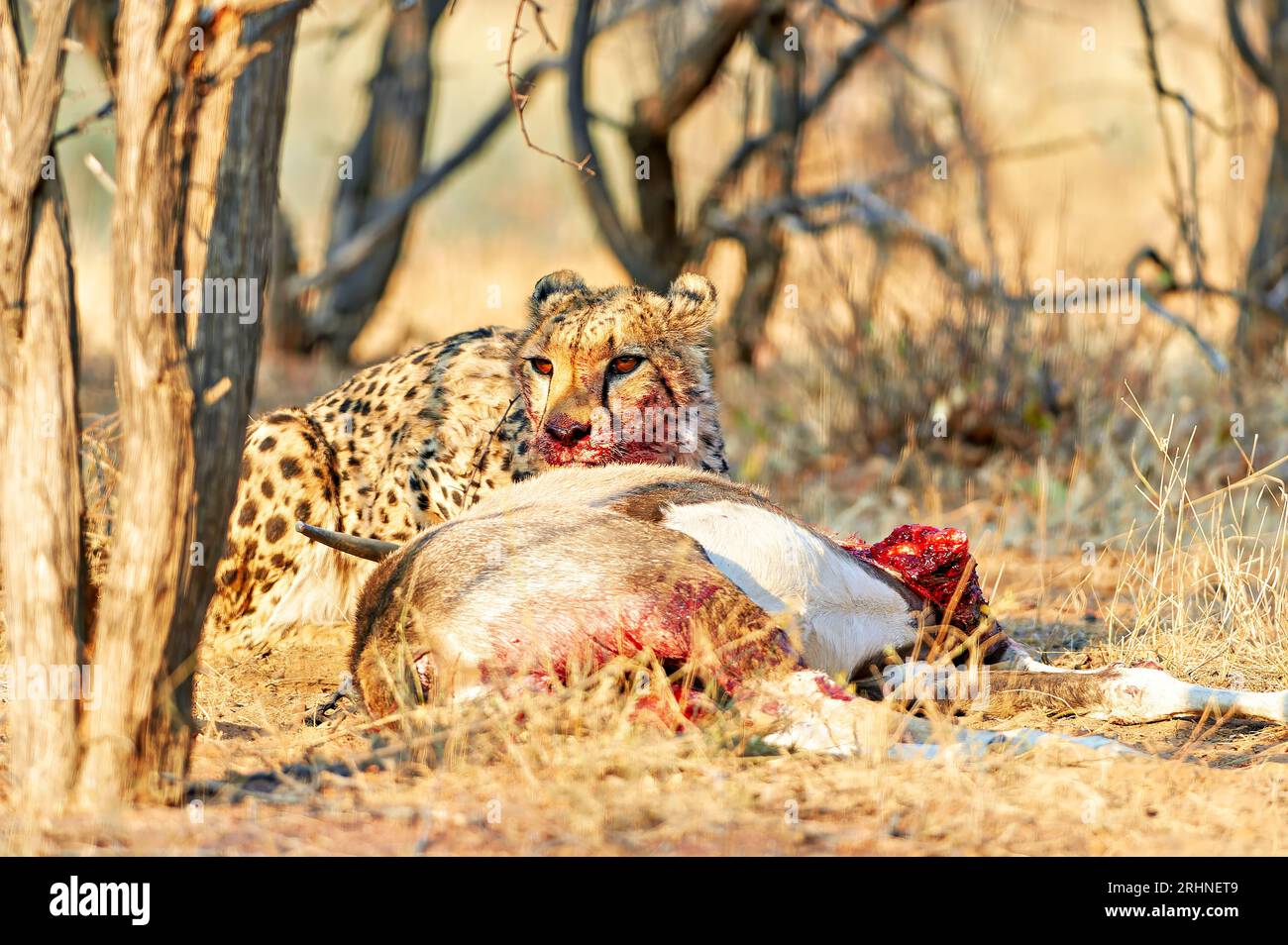 Namibia. Cheetah dopo un omicidio nel Parco Nazionale di Etosha Foto Stock