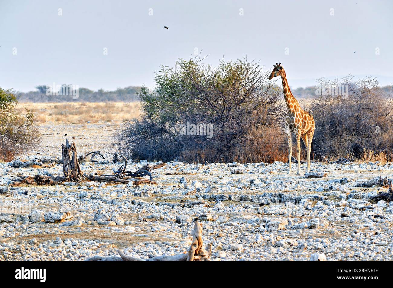 Namibia. Etosha National Park. Giraffa in natura Foto Stock