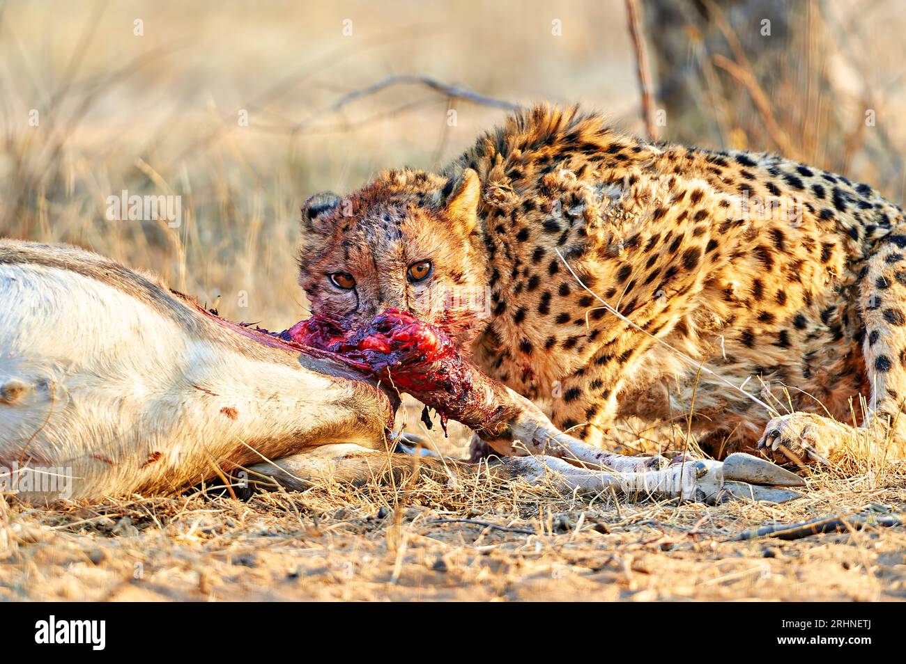 Namibia. Cheetah dopo un omicidio nel Parco Nazionale di Etosha Foto Stock