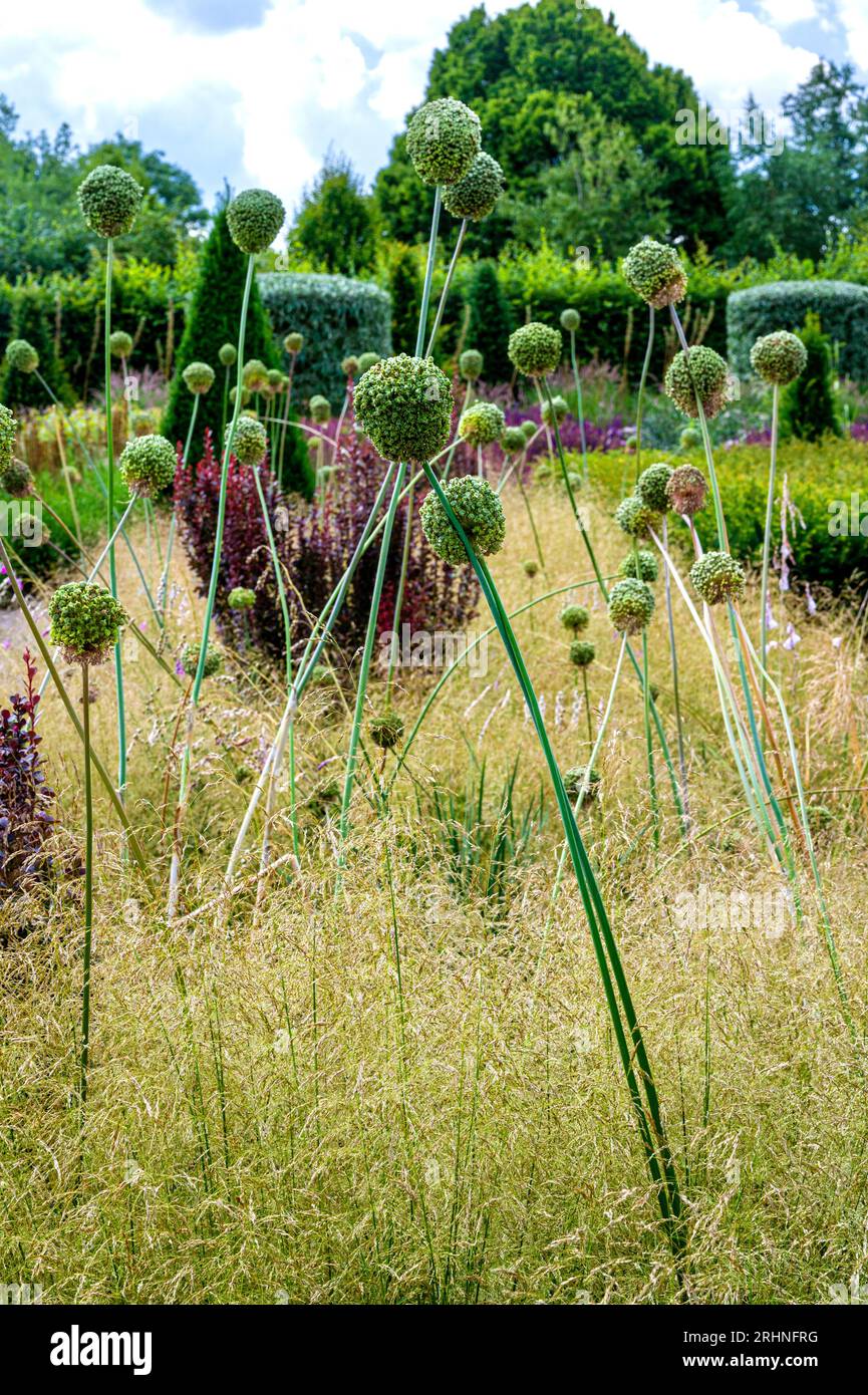 I semi di Allium si trovano tra le erbe da semina, nel moderno Country Garden, a RHS Hyde Hall. Foto Stock