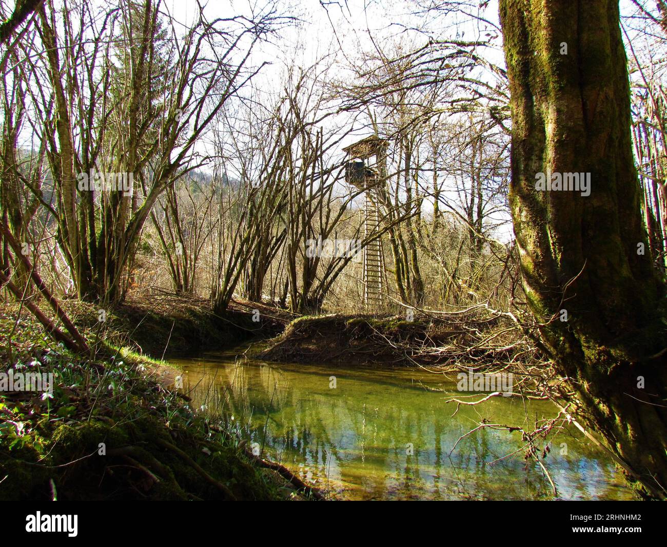 Laghetto di colore verde nella foresta con un palo di guardia dietro gli alberi in Slovenia in primavera Foto Stock